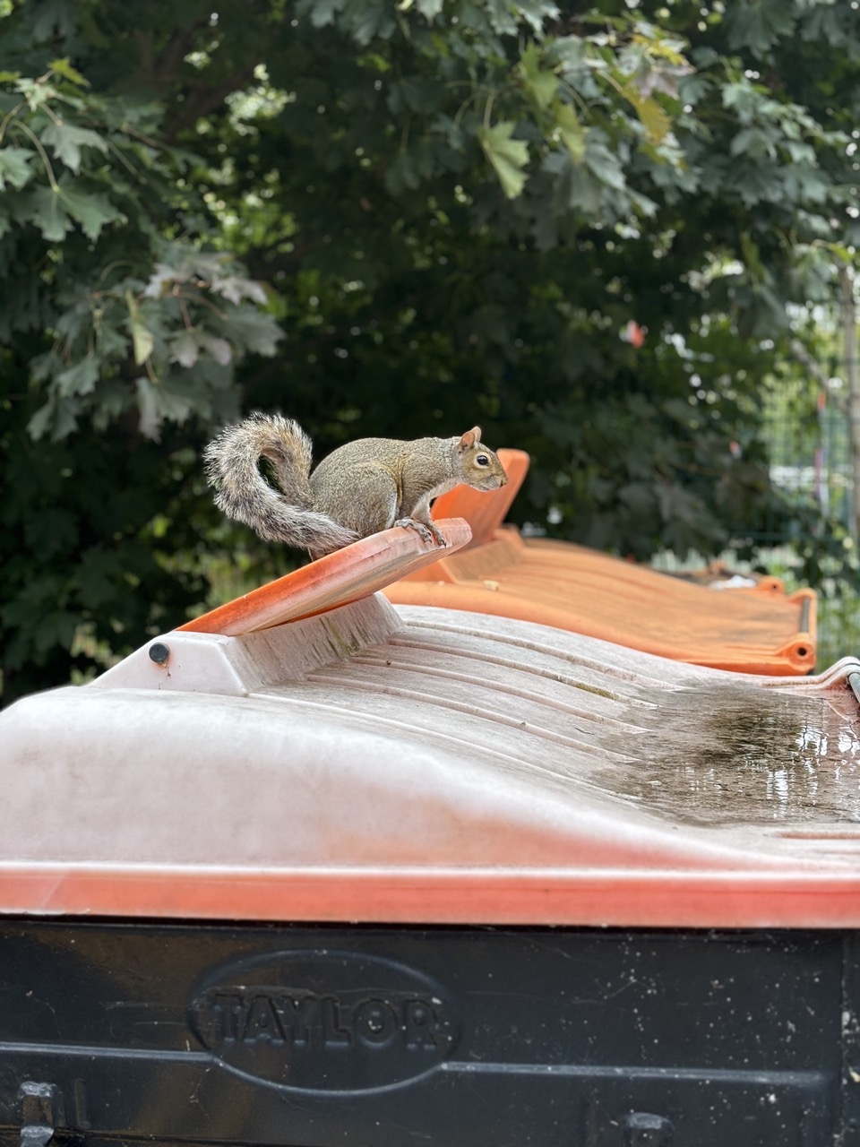 Squirrel on a bin